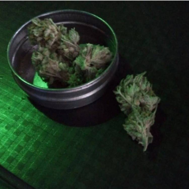 DE PASEO POR SATIVA AFTER.